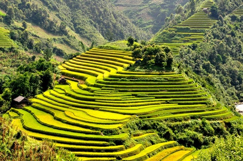 ruộng bậc thang Mù Cang Chải